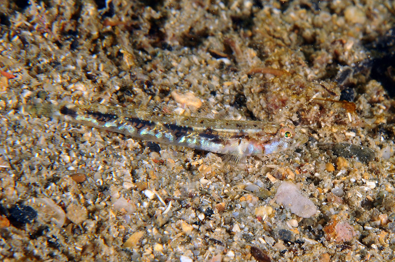 Pomatoschistus marmoratus e Pomatoschistus bathi